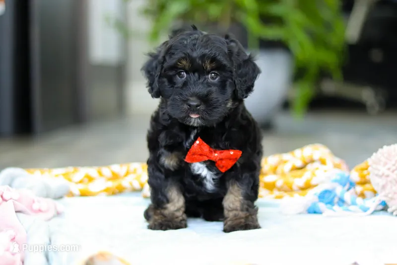 Caleb – Miniature Aussiedoodle puppy for sale in Dundee, OH