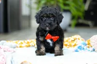 Caleb, a male Miniature Aussiedoodle for sale in Dundee, OH – Photo 1 of 7