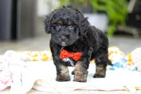 Caleb, a male Miniature Aussiedoodle for sale in Dundee, OH – Photo 7 of 7