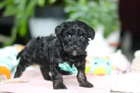 Caleb, a male Miniature Aussiedoodle for sale in Dundee, OH – Photo 8 of 8
