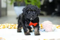 Caleb, a male Miniature Aussiedoodle for sale in Dundee, OH – Photo 6 of 7