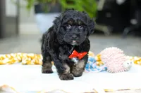 Caleb, a male Miniature Aussiedoodle for sale in Dundee, OH – Photo 5 of 7