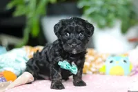 Caleb, a male Miniature Aussiedoodle for sale in Dundee, OH – Photo 5 of 8