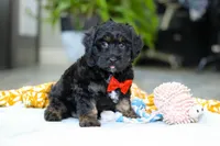 Caleb, a male Miniature Aussiedoodle for sale in Dundee, OH – Photo 2 of 7
