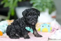 Caleb, a male Miniature Aussiedoodle for sale in Dundee, OH – Photo 4 of 8