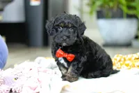 Caleb, a male Miniature Aussiedoodle for sale in Dundee, OH – Photo 4 of 7