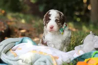 Wyatt, a male Bernedoodle for sale in Dundee, OH – 5 of 10