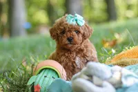 Lilly, a female Poodle - Toy  for sale in Dundee, OH – 7 of 10