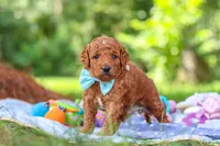 Caleb, a male Miniature Goldendoodle for sale in Dundee, OH – 3 of 10