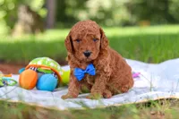 Toby, a male Miniature Goldendoodle for sale in Dundee, OH – 5 of 10