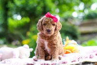 AKC Poppy, a female Poodle - Standard  for sale in Dundee, OH – 1 of 8