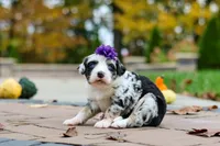 Lala, a female Bernedoodle for sale in Dundee, OH – 5 of 6