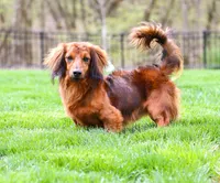 AKC Alex, a male Miniature Dachshund for sale in Dundee, OH – 1 of 6