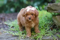 Leah, a female Poodle - Toy  for sale in Dundee, OH – 3 of 10