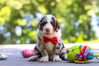 Kenny, a male Bernedoodle for sale in Dundee, OH – 5 of 7