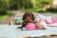 Maverick, a male Miniature Dachshund for sale in Dundee, OH – 9 of 10