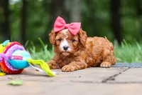 Natasha, a female Cavapoo for sale in Dundee, OH – 8 of 10