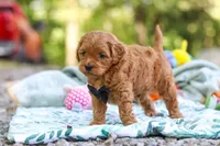 Wally, a male Cavapoo for sale in Dundee, OH – 3 of 10