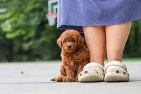Kobe, a male Goldendoodle for sale in Dundee, OH – 7 of 10