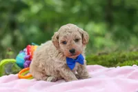 AKC Kent, a male Poodle - Toy  for sale in Dundee, OH – 2 of 10