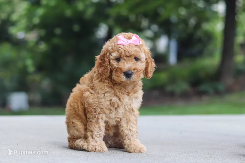 Lila – Miniature Goldendoodle puppy for sale in Dundee, OH
