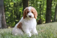 AKC Blossom, a female Poodle - Multi-Colored Standard and Poodle - Standard  for sale in Dundee, OH – 5 of 10