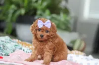 Poppy, a female Cavapoo for sale in Dundee, OH – Photo 4 of 5