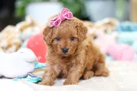 Poppy, a female Cavapoo for sale in Dundee, OH – Photo 2 of 8