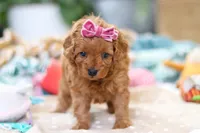 Poppy, a female Cavapoo for sale in Dundee, OH – Photo 4 of 8