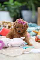 Poppy, a female Cavapoo for sale in Dundee, OH – Photo 6 of 8