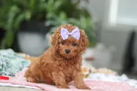 Poppy, a female Cavapoo for sale in Dundee, OH – Photo 5 of 5