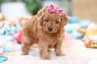 Poppy, a female Cavapoo for sale in Dundee, OH – Photo 3 of 8