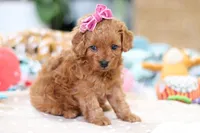 Poppy, a female Cavapoo for sale in Dundee, OH – Photo 7 of 8