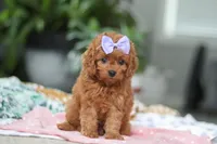 Poppy, a female Cavapoo for sale in Dundee, OH – Photo 2 of 5