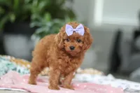 Poppy, a female Cavapoo for sale in Dundee, OH – Photo 3 of 5