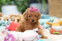 Poppy, a female Cavapoo for sale in Dundee, OH – Photo 8 of 8