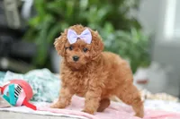 Poppy, a female Cavapoo for sale in Dundee, OH – Photo 1 of 5