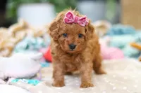 Poppy, a female Cavapoo for sale in Dundee, OH – Photo 5 of 8