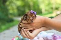 Elle, a female Miniature Dachshund for sale in Dundee, OH – 5 of 9