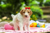 AKC Willow, a female Poodle - Standard  for sale in Dundee, OH – 5 of 8
