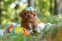 Lilly, a female Poodle - Toy  for sale in Dundee, OH – 2 of 10