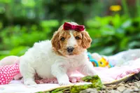 AKC Millie, a female Poodle - Standard  for sale in Dundee, OH – 6 of 10