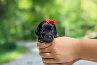 Everly, a female Miniature Dachshund for sale in Dundee, OH – 2 of 10