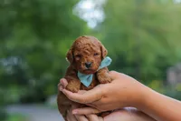 Clark, a male Goldendoodle for sale in Dundee, OH – 3 of 7