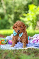 Caleb, a male Miniature Goldendoodle for sale in Dundee, OH – 9 of 10