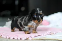 AKC Ruby, a female Miniature Dachshund for sale in Dundee, OH – 4 of 6
