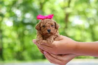 Lilly, a female Poodle - Toy  for sale in Dundee, OH – 5 of 9