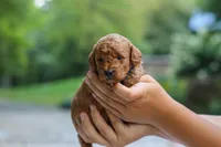 Bluey, a male Goldendoodle for sale in Dundee, OH – 6 of 7