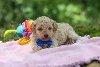 AKC Kent, a male Poodle - Toy  for sale in Dundee, OH – 3 of 10