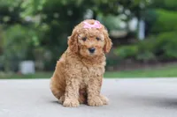 Lila, a female Miniature Goldendoodle for sale in Dundee, OH – 5 of 6